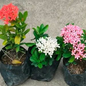 Combo Of 3 Vibrant Colors Ixora Flower Plant