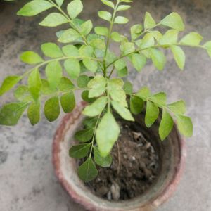 Curry Leaves Plant Live With Healthy Root,