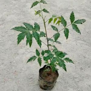 Healthy Neem Plant With Good Root