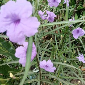 Ruellia Simplex Flower