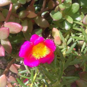 Portulaca & Purslane Cuttings