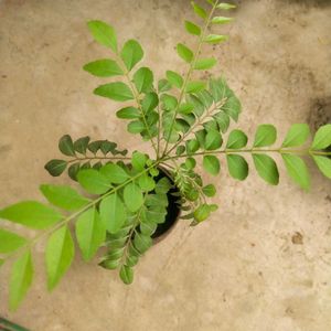 Combo Of 2 Curry Leaf And Tulsi Plant