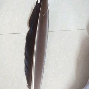 Black Crow Feather