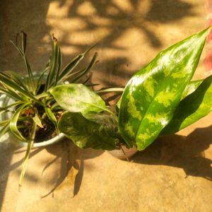 Combo Of 2 Tpye Show Plant With Healhty Root