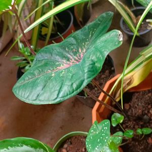 Cordyline Fruticosa Plant+ Caladium Plant Whole