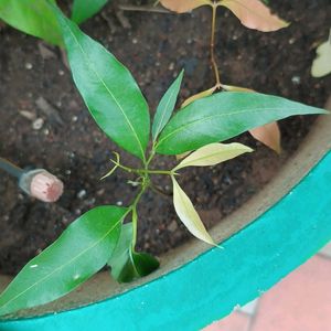 Lichi Plant