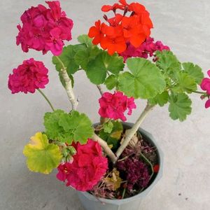 Double Fold Dark Pink Geranium