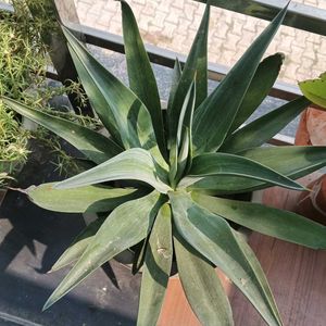 Small Agave Attenuata Plant