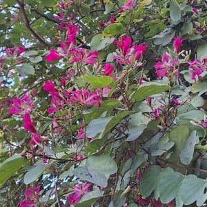 Bauhinia purpurea Tree Seed (Set Of 6 Seeds)