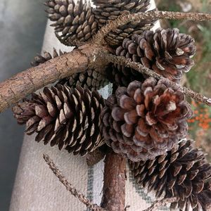 Christmas Tree Pine Cone