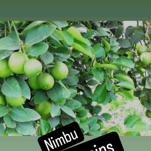 💕 12 माहिने फलने वाला  Nimbu 💕