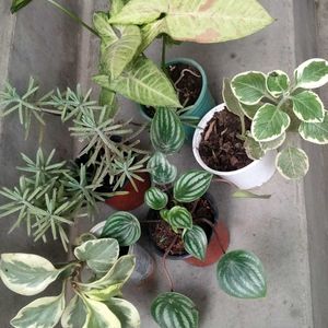 Mix Plants Combo(5 Varieties)