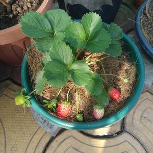 Stroberry Live Plant