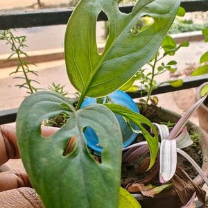 2 Broken Heart Stem Cuttings