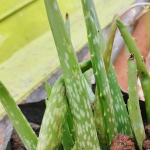 Magical Aloevera Plant / Aloever