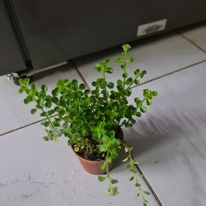 Baby Tear Plant With Pot