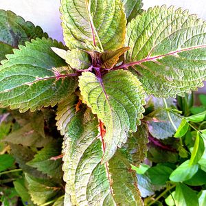 Combo of Coleus Cutting