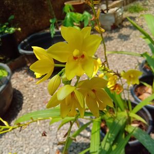 *O*  Yellow Ground Orchid🌿🌿