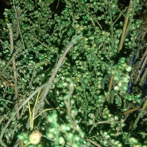 dry green sweet wormwood