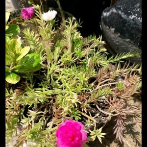 Portulaca Cutting