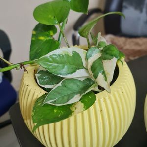 NEW POT WITH 2 TYPE OF MONEY PLANT