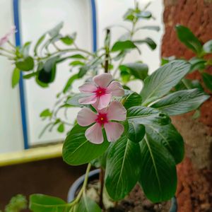 Aralia And Sadabhar Plant Well Rooted