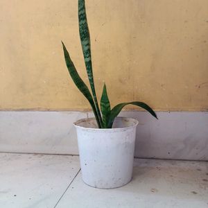 Original Oxygen Snake Plant