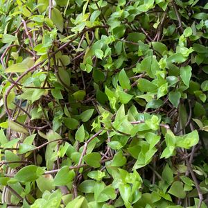 Turtle Vine And Tangled Heart Plant