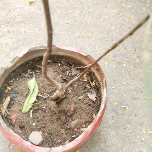 Neem Plant With Healthy Root