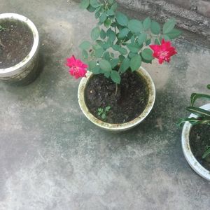 Rose Plant(5)