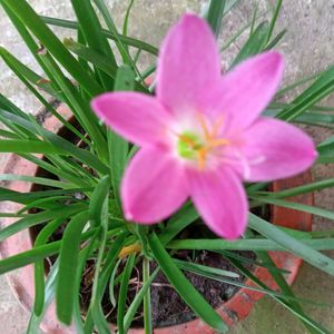 Rani Lily Plants