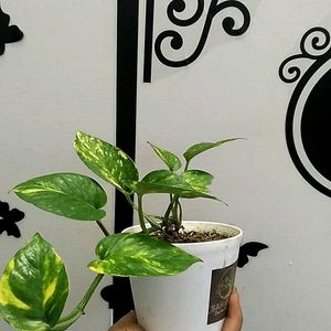 Money Plant With Pot