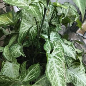 Syngonium Plant Cutting