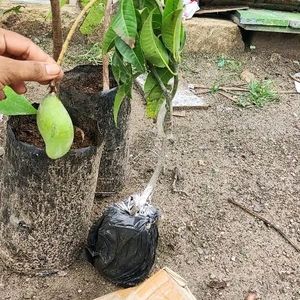 Hybrid Mango Plant