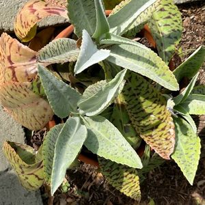 Donkey Ear Succulent Plant