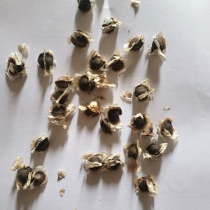 Moringa Seeds For Plantation 30 Seed