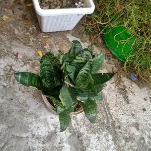 Indoor & Outdoor Plants