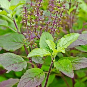 Tulsi Ji Plants