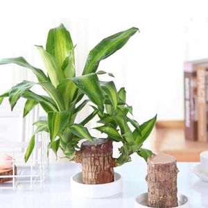 Brazilian Lucky Bamboo Live Plant Wood