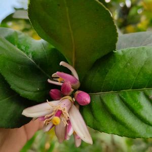 Myrrh lemon plant (gondhoraj lebu)