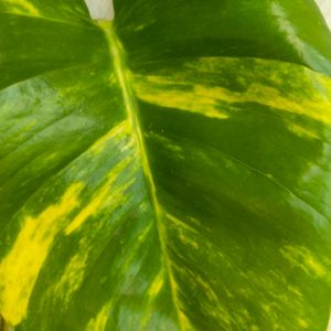 Lemon Meringue  Phothos Rare Money Plant Big Leaf