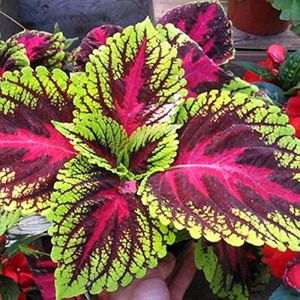 Coleus Red Green plant