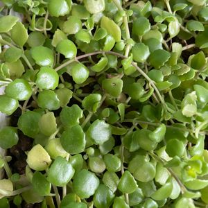 Turtle Vine And Tangled Heart Plant