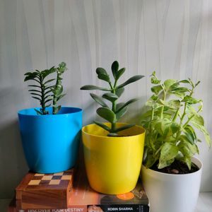 SET OF 3 MULTI-COLORED NEW Plastic planters for indoor plants .SIZE : 4.3 inch , SHAPE : Round , USAGE : indoor plants ,