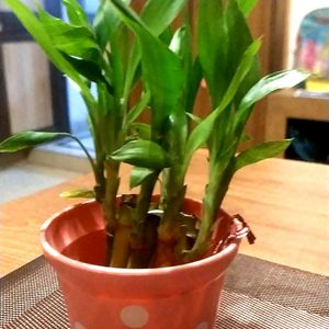 Lucky 🎍 (6 Saplings) With Pot