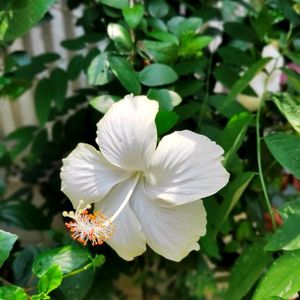 Hibiscus Plant Cutting ((Plane White))