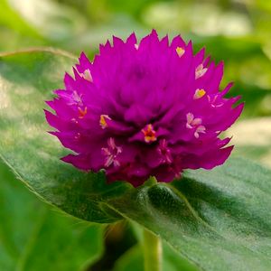 Globe amaranth / Gomphrena Seeds