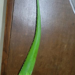 Aloe Vera 1 Leaf For 60 Coins