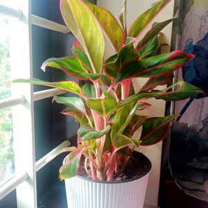 Aglonema Red Lipstick Plant