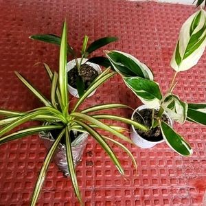 Set 3 Never...&Dracaena Ruby Healthy Plant